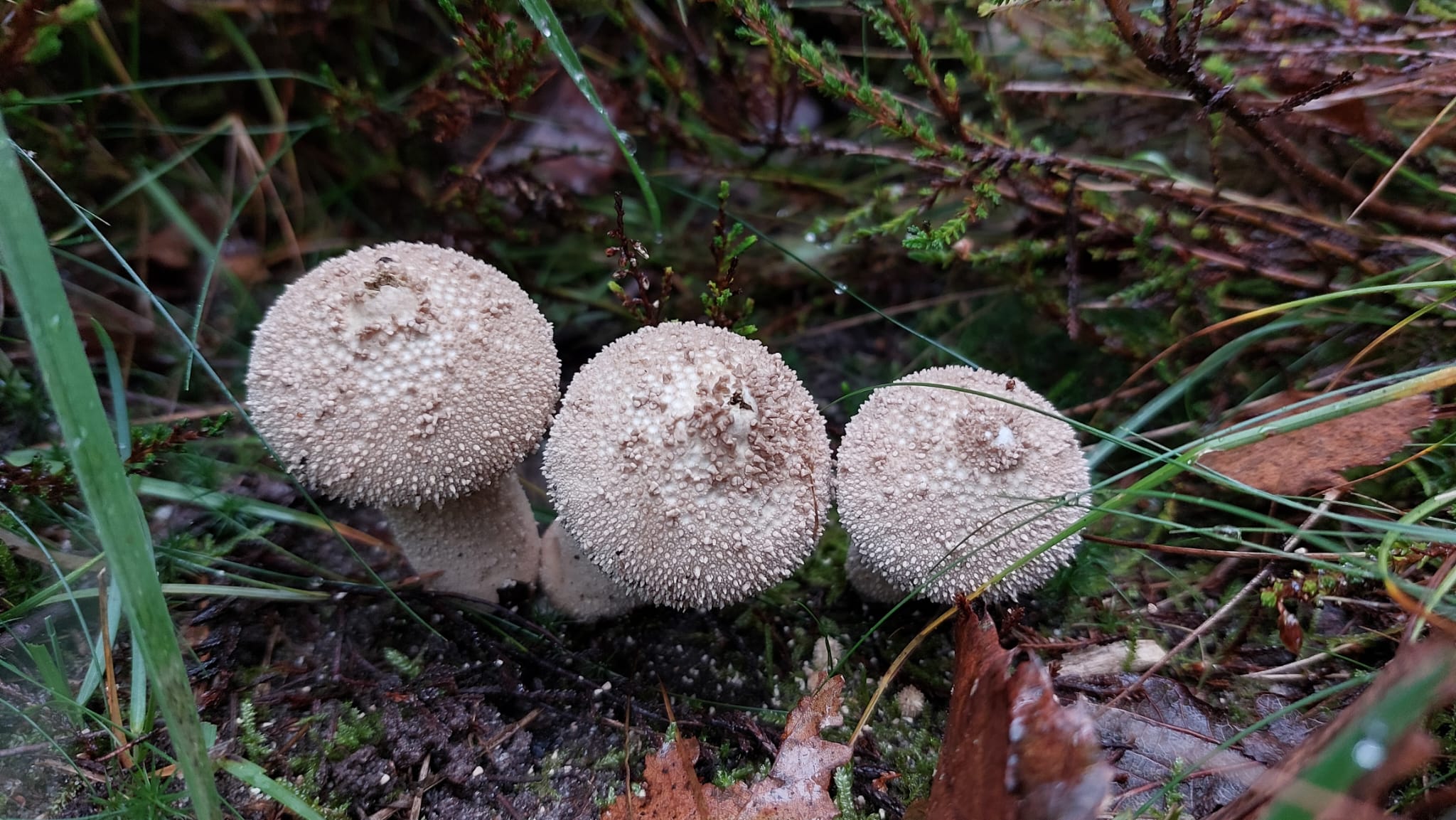 heren van de herfst